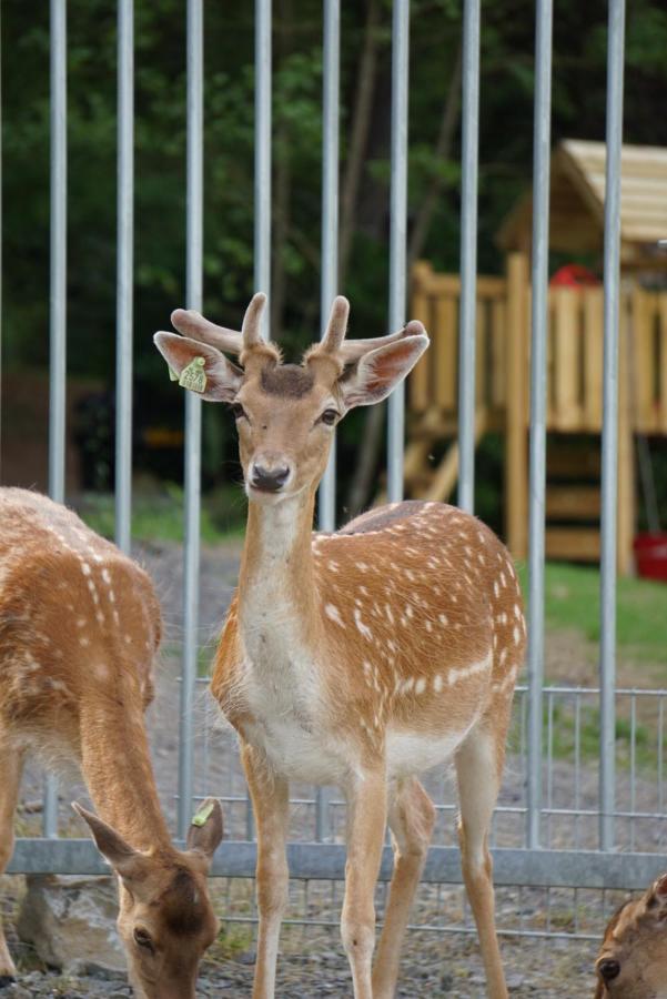 Bed & Breakfast Le Val Des Cerfs - Het Hertendal